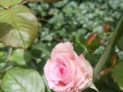 -小雅青年旅舍(平江路店)