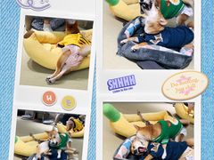 -逗柴咖啡屋·狗咖猫咖宠物桌游
