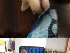 -豆柴町-柴犬主题狗咖(红鼎国际C座店)
