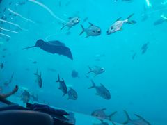 -瑞德姆美人鱼海底演艺主题餐厅(亚龙湾店)