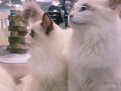 -宠物世家(仲盛世界商城店)