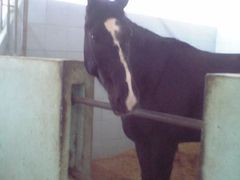 -松声马术俱乐部