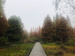 -溱湖国家湿地公园