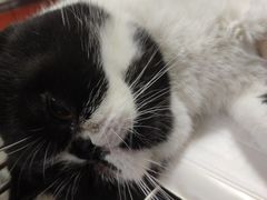 -瑞派福兴宠物医院犬猫全科·骨科·中西医结合(河东店)