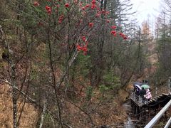 -峡谷浮石林景区