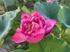 -莲花池公园