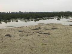 -北海金海湾红树林生态旅游区