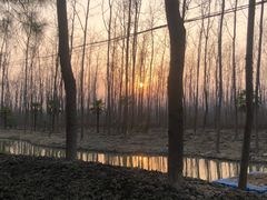 -合肥滨湖国家森林公园