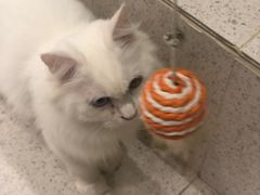 -飞行喵MR PILOT|猫舍·猫咖(静安大融城店)