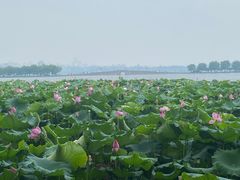 -鲍氏金勺子(恒大店)