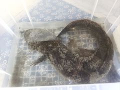 -印象老灶台三下锅·湘西本土原味菜(天门山索道店)