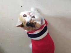 -喵zoo家庭繁育猫舍(尖东智能花园店)