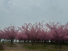 -阳澄湖半岛旅游度假区