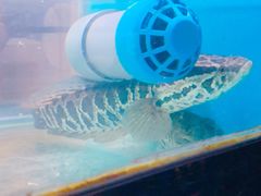 -全乐鱼馆·淳牌有机鱼直营店