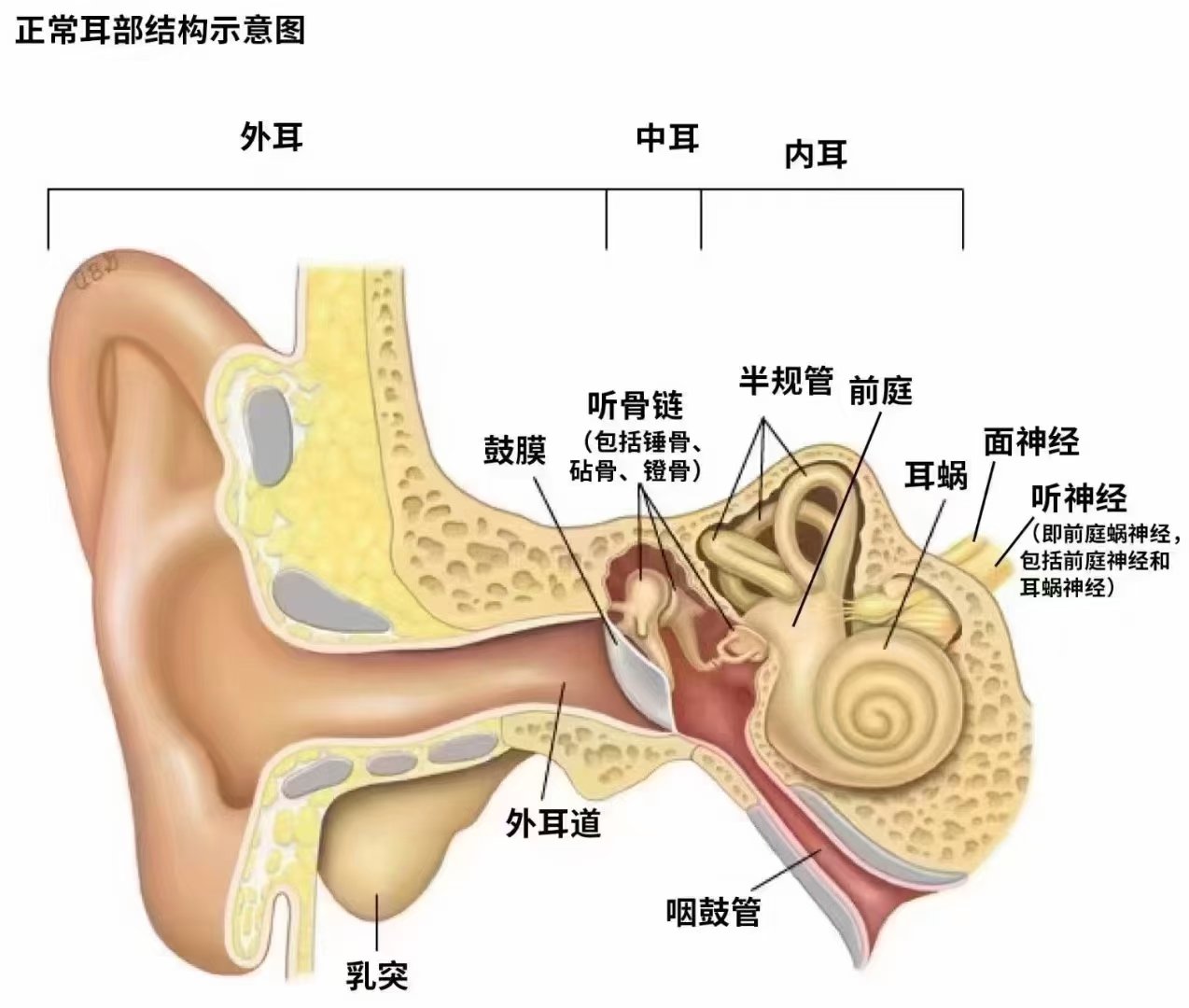 耳后动脉图片