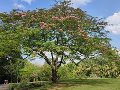 -中国科学院西双版纳热带植物园