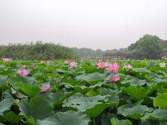 -荷塘月色湿地公园·向阳花洲