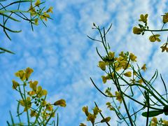 -光明小镇欢乐田园