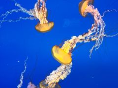 -太平洋海底世界