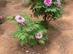 -北京西山国家森林公园