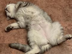 -纳吉亚猫专科动物诊疗中心(蒋宅口分院)