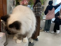 -共舞时光猫咖·狗咖(新街口店)