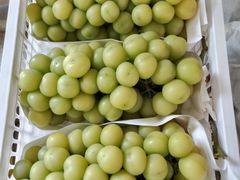 -马陆小张葡萄园农家乐