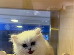 -爪爪喵星球·猫舍(前海卓越店)