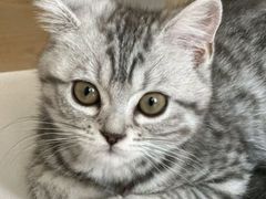 -瑞派福兴宠物医院犬猫全科·骨科·中西医结合(河东店)