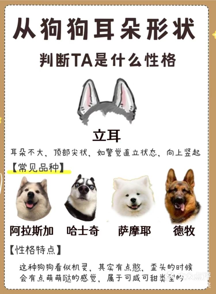 养狗冷知识狗狗耳朵类型可判断其性格