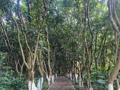 -番禺大夫山森林公园