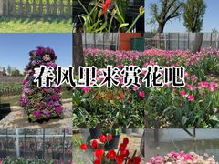 -荷兰花海
