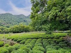 -中国茶叶博物馆(双峰馆区)