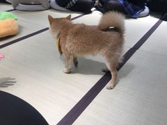 -逗柴咖啡屋·狗咖猫咖宠物桌游