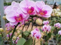 -三圣花乡旅游区