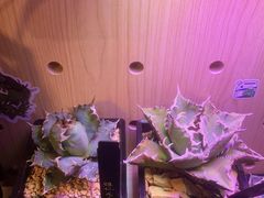 -Rabbit Cafe私房西餐甜点咖啡(栖霞路店)