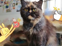 -瑞派动物医院·绝育·犬猫全科·预防医学(光景江南中店)