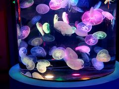 -太平洋海底世界