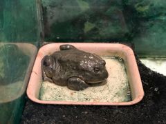 -上海大自然野生昆虫馆(东方明珠·爬宠昆虫探索中心)