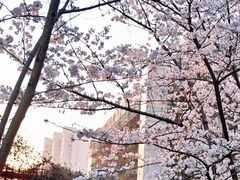 -高东镇樱花园