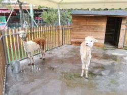 -萌宠亲子动物乐园(槐房万达店)