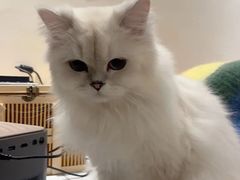 -翊宠yipet猫狗购宠庄园犬舍•猫舍