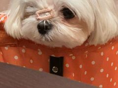 -普朗姆生蚝牛排馆 The Plump Oyster(成都摩方购物中心店)