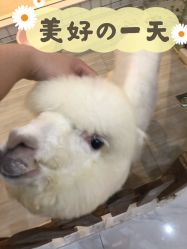 -Moni星球萌宠·小马宝莉·灵蛇·高端高阶全萌宠互动体验俱乐部(红豆国际广场店)