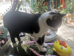 -喵屿·大理花园猫咖