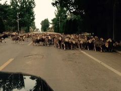 意大利农场-意大利农场度假村