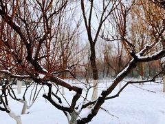 -大兴滨河森林公园