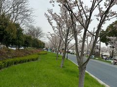 -贡湖湾湿地公园