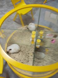 -神奇动物撸宠馆·羊驼·小浣熊·异宠(豫园店)