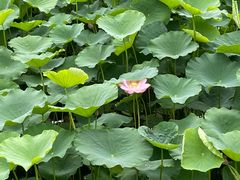 -护国寺小吃(安定门店)